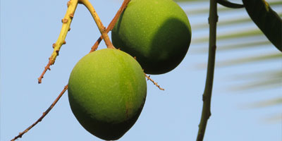 Mango's Portugal bei Sima-Frucht in Hohenstein-Ernstthal