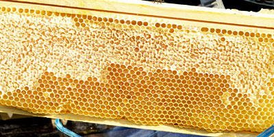 Honig aus Portugal bei Sima-Frucht in Hohenstein-Ernstthal