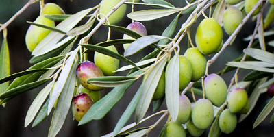 Oliven  aus Portugal bei Sima-Frucht in Hohenstein-Ernstthal