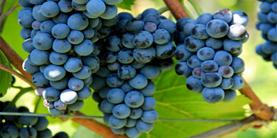 Weine  aus Portugal bei Sima-Frucht in Hohenstein-Ernstthal